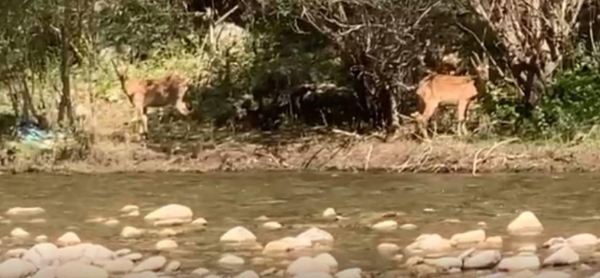 Koruma altındaki yaban keçileri görüntülendi