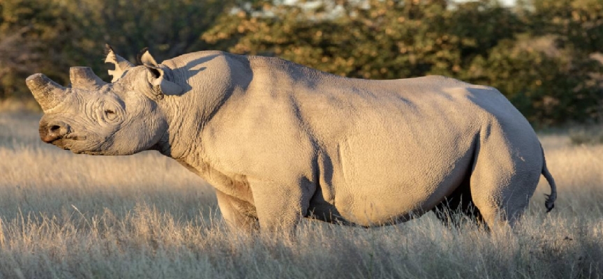 Afrika'daki gergedan nüfusu arttı