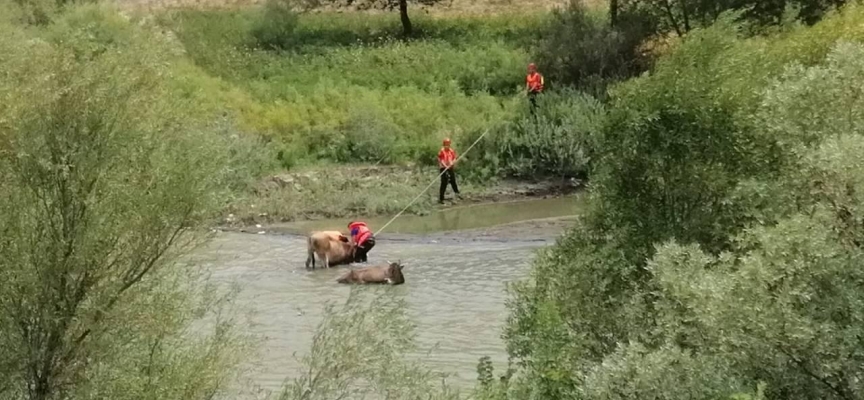 Erzincan'da çamura batan inekleri AFAD kurtardı