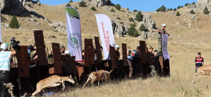 Yaban koyunları doğaya salındı