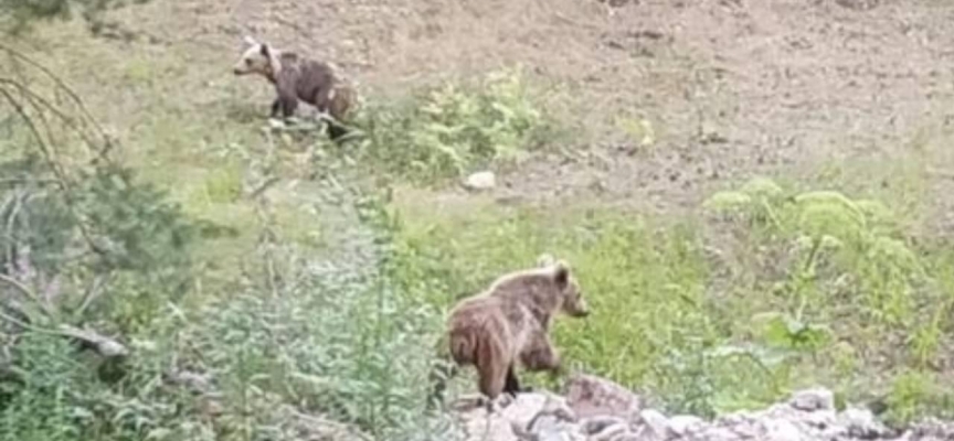 Bolu'da bozayı yavruları fotoğraflandı