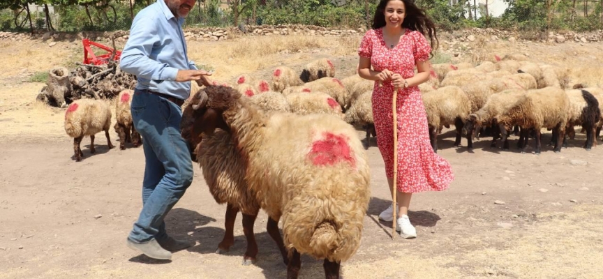 Siirt'te devletten hibe desteği alan çiftçilere küçükbaş hayvan dağıtıldı