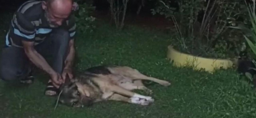 Düzce'de av tüfeğiyle vurulan köpek tedavi altına alındı