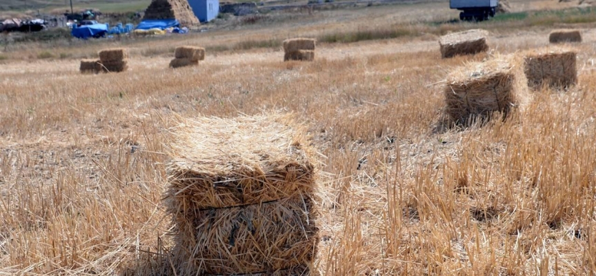 Ardahan'da alternatif yem bitkisi tritikalenin üretimi yaygınlaşıyor