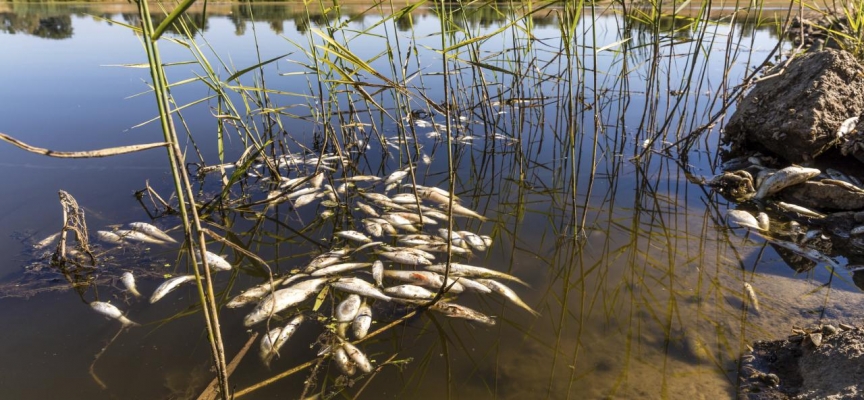 Almanya: Oder Nehri'nden en az 300 ton ölü balık çıkarıldı