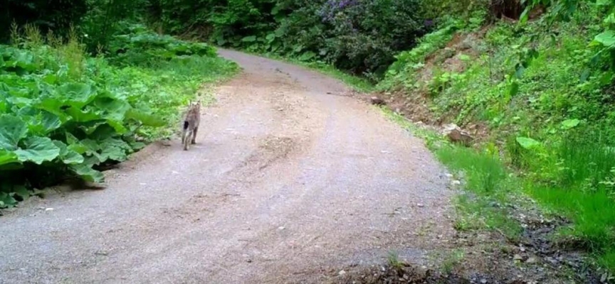 Nesli tükenme tehlikesi altında olan vaşak Düzce'de görüntülendi