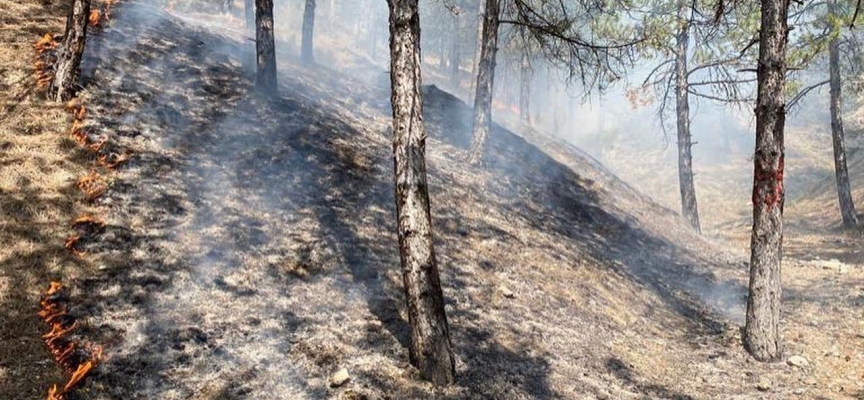 Kastamonu'da orman yangını