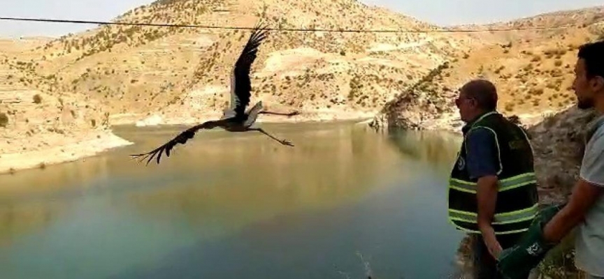 Siirt'te tedavi edilen leylek doğaya salındı