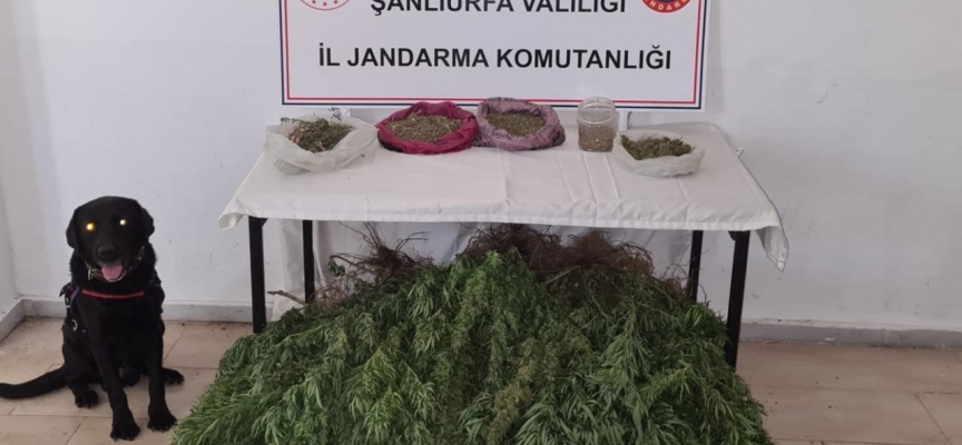 Şanlıurfa'da 5 kilogram esrar ile 765 kök Hint keneviri ele geçirildi