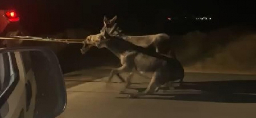 Traktörün arkasına bağladığı eşekleri sürükleyerek götürdü