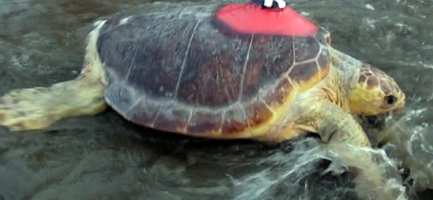 Caretta caretta "Lara" bir ayda 500 kilometre yol gitti