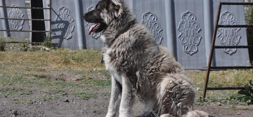 Kars çoban köpeği ırkının saflaştırılması için çalışma başlatıldı