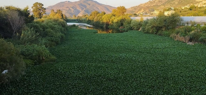 İstilacı su sümbülleri Asi Nehri'nin bazı bölümlerini kapladı