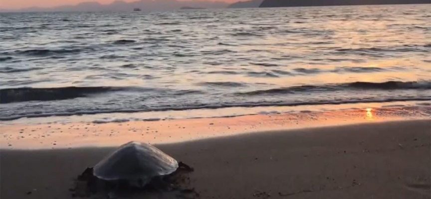 Uydu takibinde izlenen "Caretta Caretta Tuba" 17 bin kilometre yol gitti