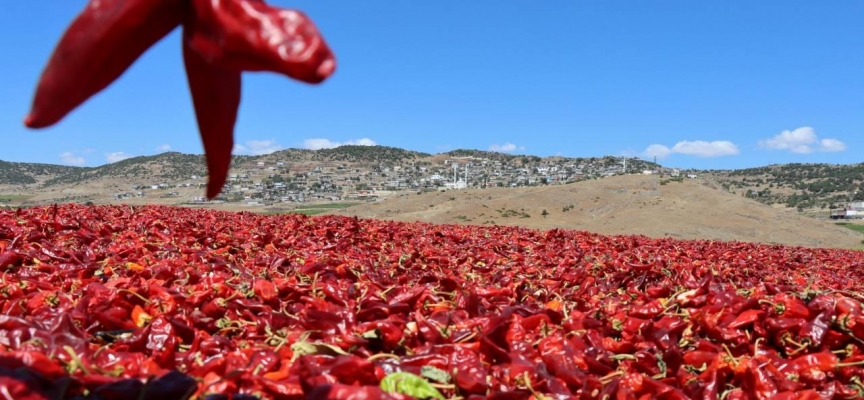 Kilis'te kırmızı biberde hasat ve kurutma mesaisi