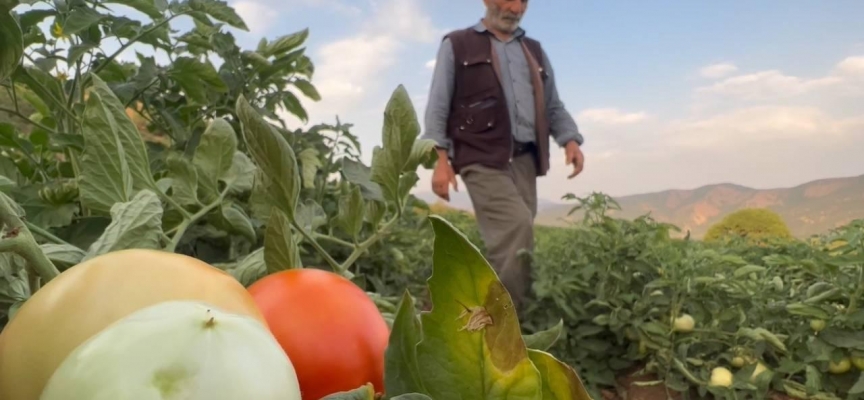 Kiraladığı tarlalarda sebze yetiştirip geçimini sağlıyor