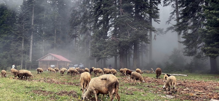 Düzce ve Bolu yaylaları ziyaretçilerini bekliyor