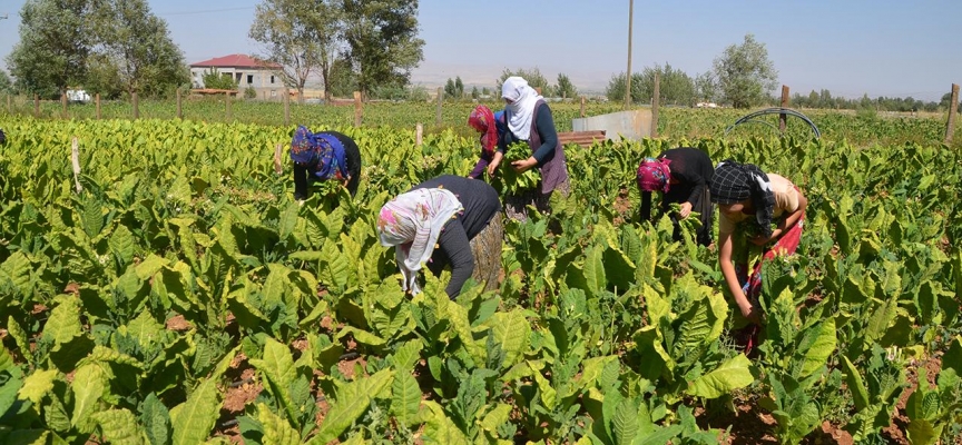 Tütün tarlasında çalışan kadınlar aile geçimine katkı sağlıyor