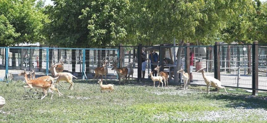 Kayseri hayvanat bahçesi gençlere ücretsiz