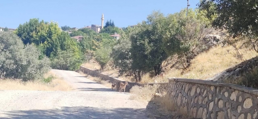 Koruma altındaki dağ keçileri merkeze indi