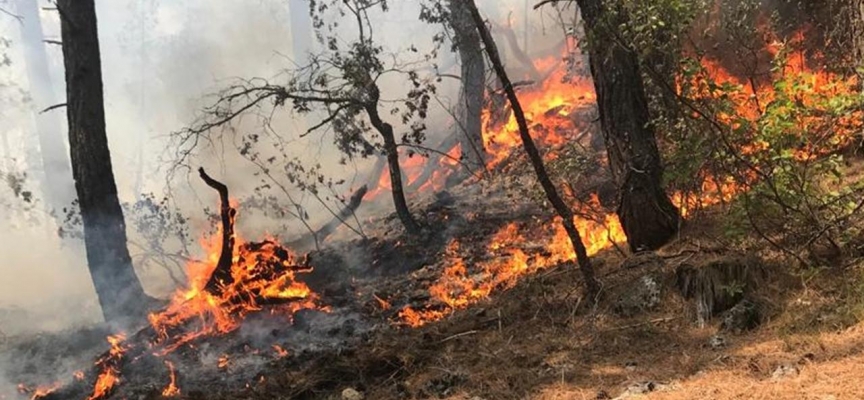 Antalya'da orman yangını: Müdahale sürüyor