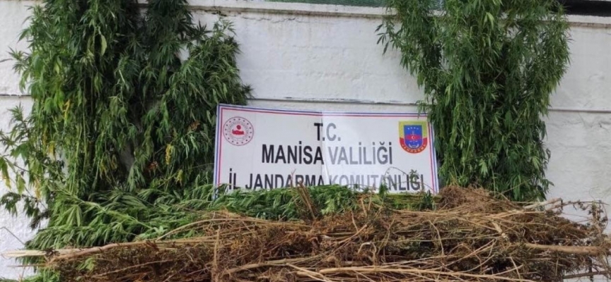 Manisa'da jandarmadan kenevir operasyonu