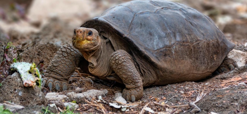 Galapagos kaplumbağalarının etleri için öldürüldüğünden şüpheleniliyor