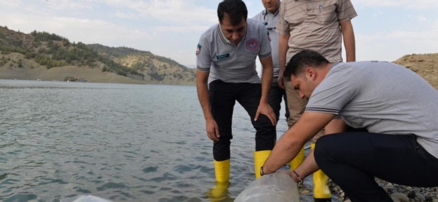 Yavru sazan balıklar su ile buluştu