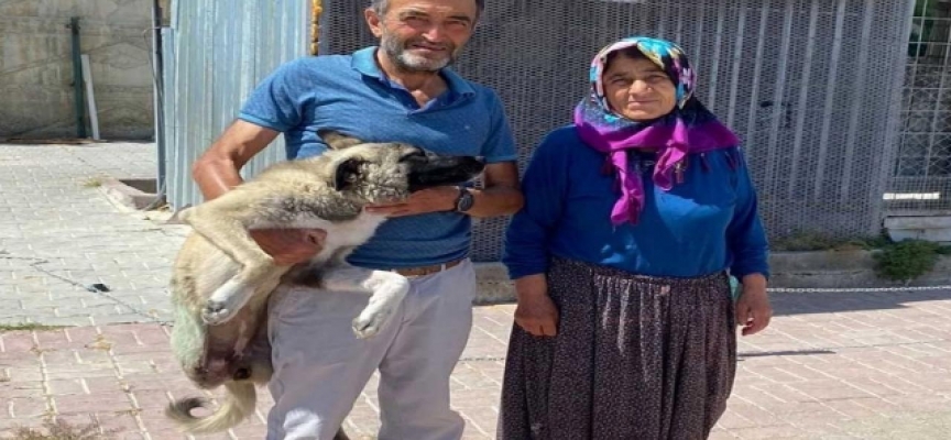 Kırşehir'de yaralı bulunan köpek tedavisinin ardından sahiplendirildi