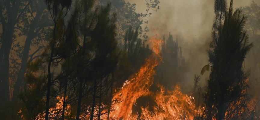 Almanya’da Harz Dağları'nda orman yangını çıktı