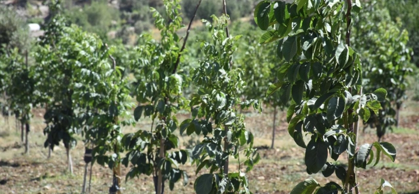 Siirt'te fıstık üreticilerine erken hasat uyarısı