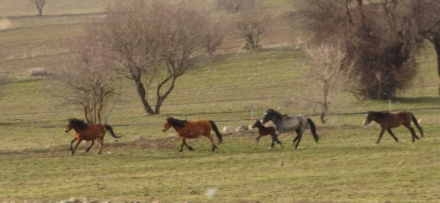 Jandarma yılkı atları için belirlenen alana kaya tuzu bıraktı