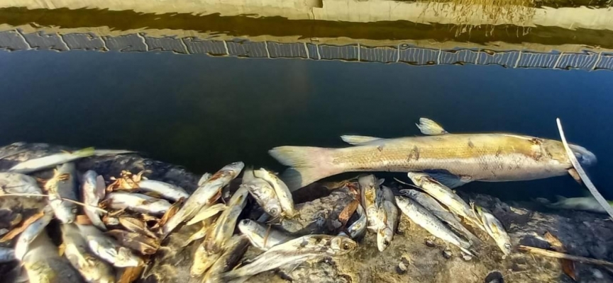 Kahramanmaraş'ta toplu balık ölümleri