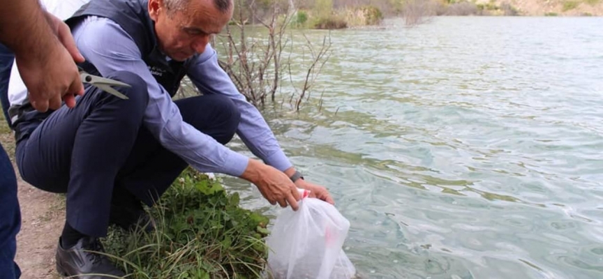 Karabük'te göl ve göletlere 20 bin sazan yavrusu bırakıldı