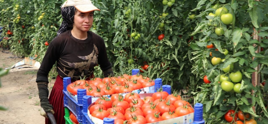 Burdur'un yayla domatesi, birçok ülkeye ihraç ediliyor