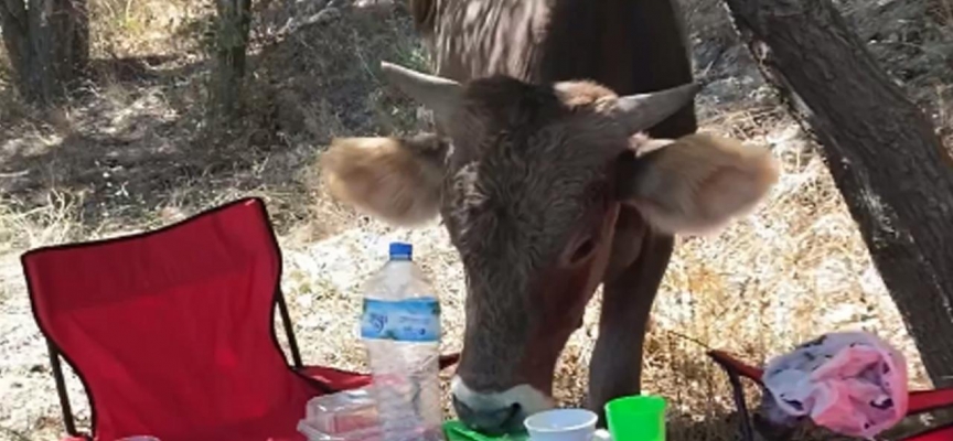 İnek piknikçilerin masasındakileri yedi