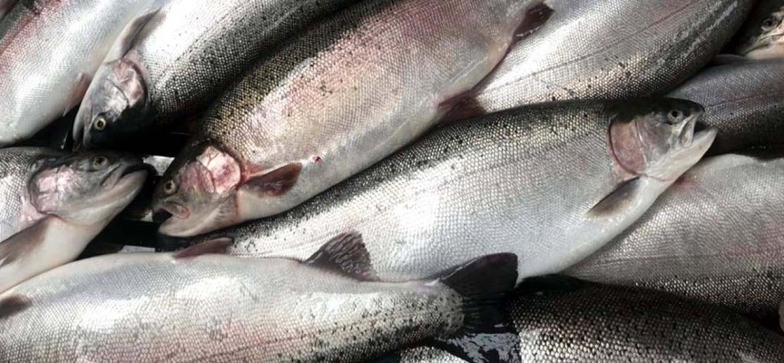 Karadeniz'den 14 ülkeye Türk somonu ihraç edildi