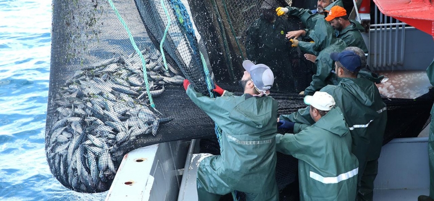 Palamut bollaştıkça tezgahtaki fiyat düşüyor