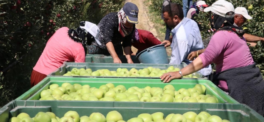 Niğde'de elma üreticileri 650 bin ton rekolte bekliyor