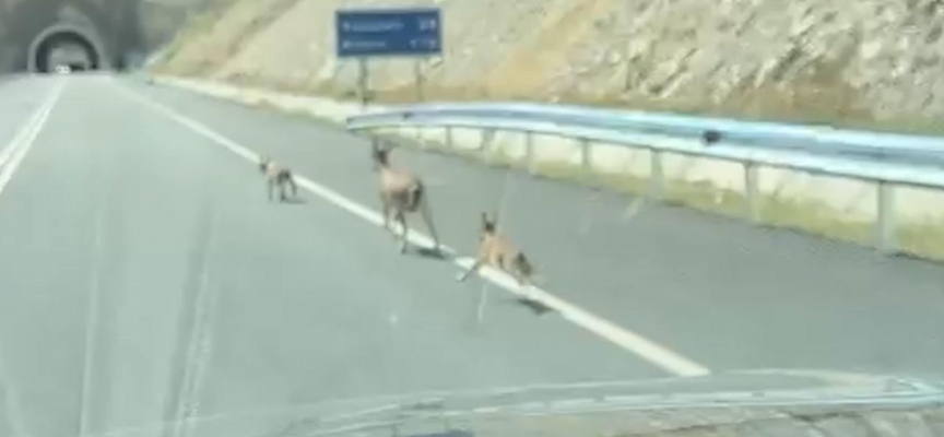 Dağ keçilerinin karayolunda oyunu böyle görüntülendi