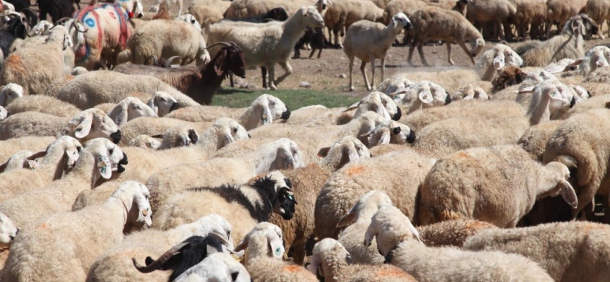 Malatya’da 'koç katım şenliği' düzenlendi