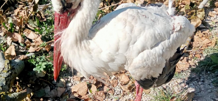 Bolu'da yaralı bulunan leylek tedaviye alındı