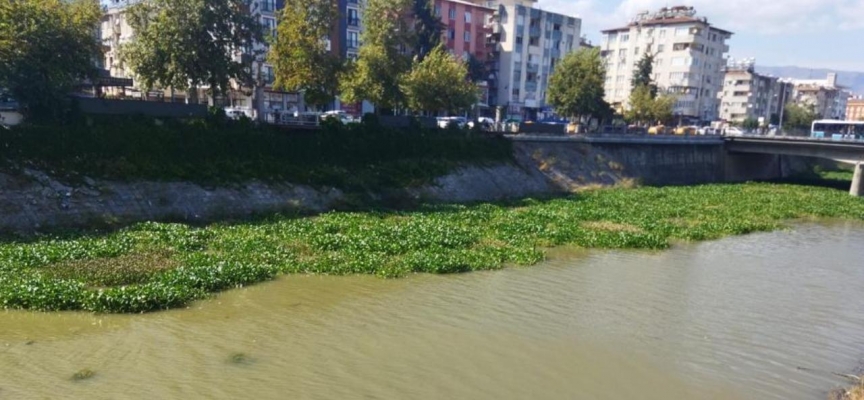 Hatay'da Asi Nehri'ni kaplayan su sümbülleri temizleniyor