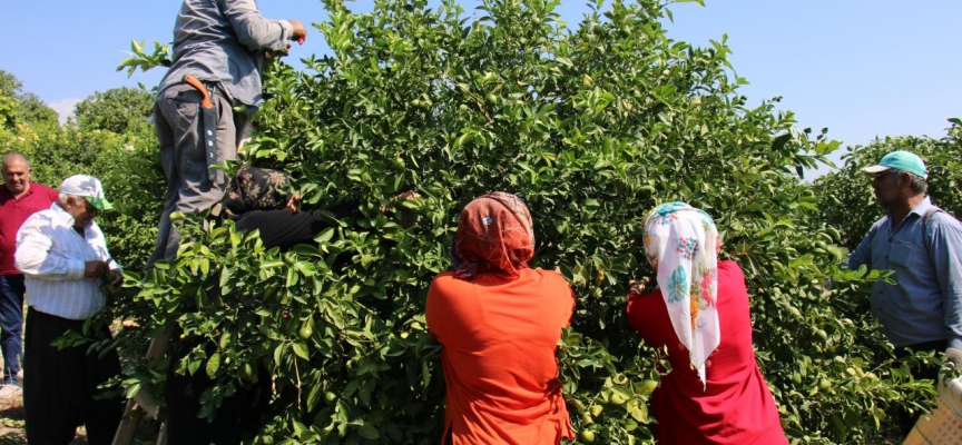 Mersin'de erkenci limonun hasadı başladı