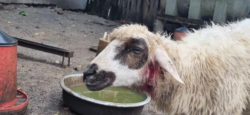 Sinop'ta başıboş köpek dehşeti