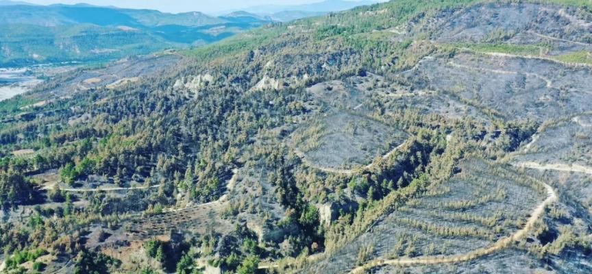 Denizli'de yanan alanı ağaçlandırmak için çalışmalar başladı