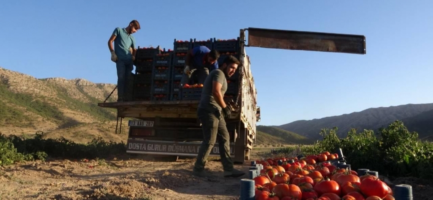 Bitlis'te domates hasadı sürüyor