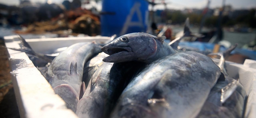 Palamut bollaştı, fiyatlar 20 liraya kadar düştü