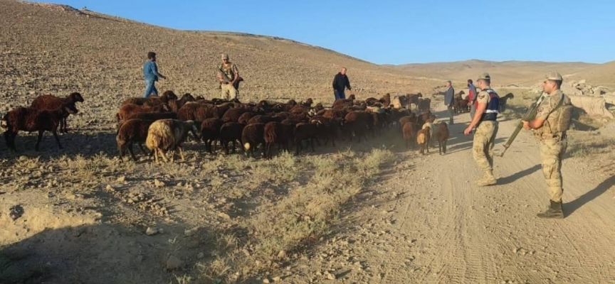 Iğdır'da hayvan hırsızlığı yapan şüpheliler yakalandı