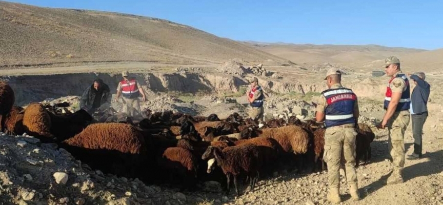 Çiftçinin çalınan koyunlarını JASAT buldu